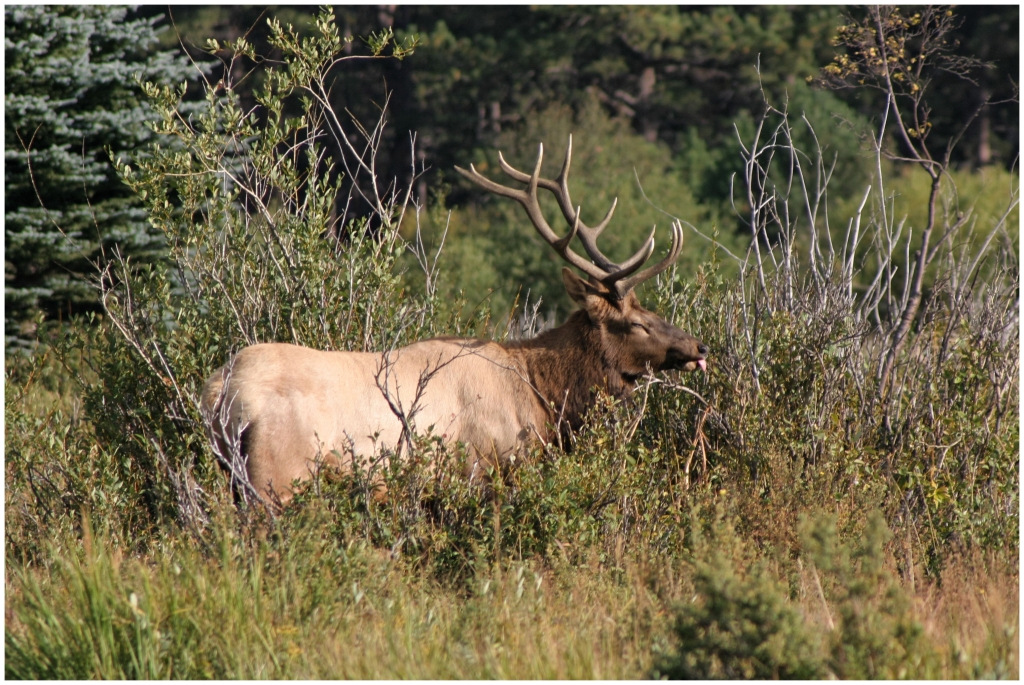 07 - Rocky Mountains NP (25).jpg